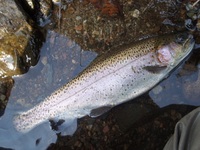 秩父フライフィールド 釣果