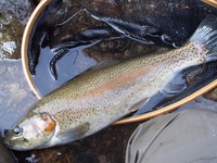 秩父フライフィールド 釣果