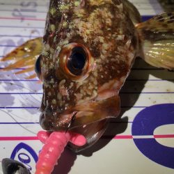 ロックフィッシュタックル ジャングルジムモニター投稿 ビフテキリグ根魚狙いに最適！