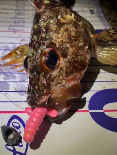 ロックフィッシュタックル ジャングルジムモニター投稿 ビフテキリグ根魚狙いに最適！