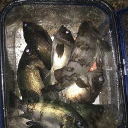 プラグはサーチベイトとしての役割とメバルサイズアップへの近道です！ nadarメバルプラッキングモニター投稿