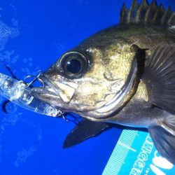 メバルプラッキングの季節はもうすぐそこ♪【nadarメバルプラッキングモニター投稿】