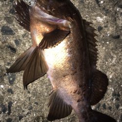 ナダのプラグ＋ベイトフィネスタックルでライトゲームの可能性が拡がります★【nadarメバルプラッキングモニター投稿】