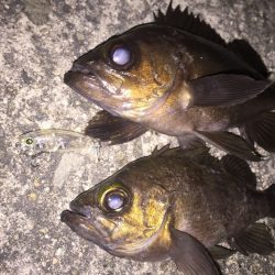 メバルプラッキング 圧倒的な飛距離のナダのプラグでジグ単では届かないメバルを狙う！nadarメバルプラッキングモニター投稿