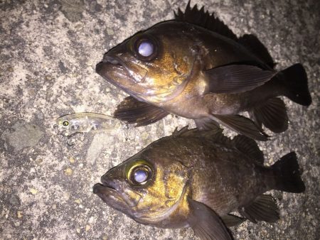 メバルプラッキング 圧倒的な飛距離のナダのプラグでジグ単では届かないメバルを狙う！nadarメバルプラッキングモニター投稿