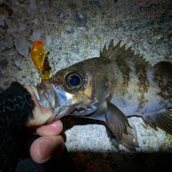 アフタースポーンの2月〜食い気のあがる3月、メバルプラッキングまとめ★nadarメバルプラッキングモニター投稿