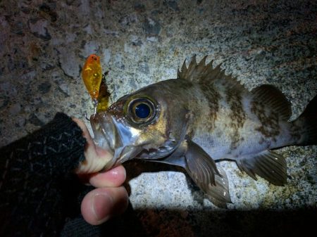 アフタースポーンの2月〜食い気のあがる3月、メバルプラッキングまとめ★nadarメバルプラッキングモニター投稿