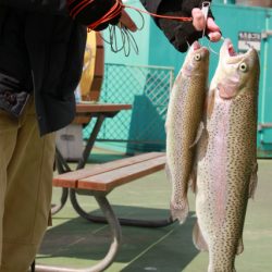 としまえんフィッシングエリア 釣果