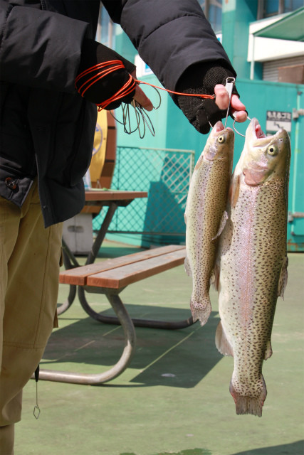 としまえんフィッシングエリア 釣果
