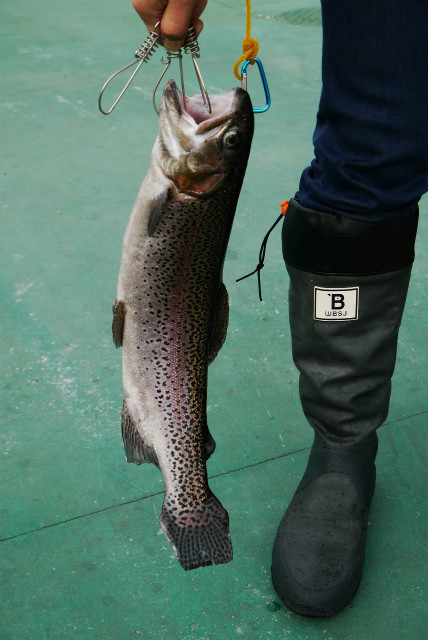 としまえんフィッシングエリア 釣果
