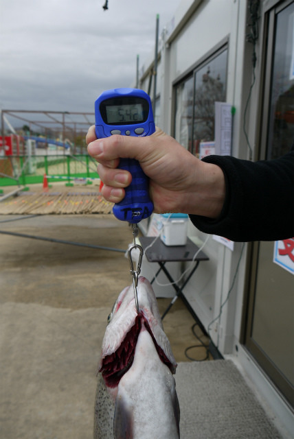 としまえんフィッシングエリア 釣果