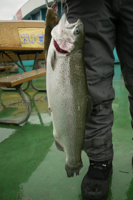 としまえんフィッシングエリア 釣果