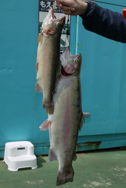 としまえんフィッシングエリア 釣果