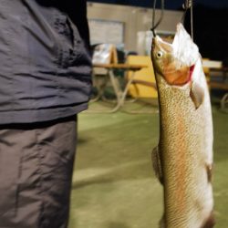 としまえんフィッシングエリア 釣果