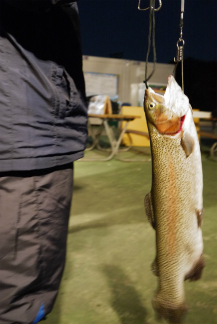 としまえんフィッシングエリア 釣果