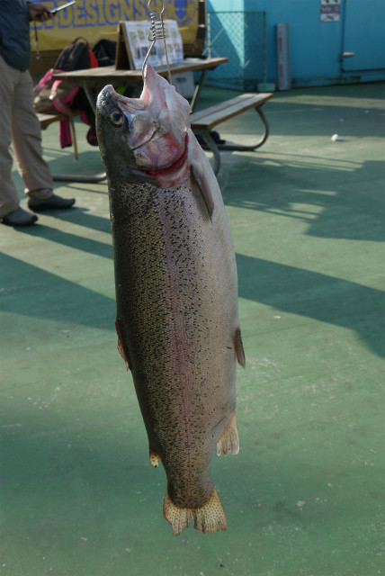 としまえんフィッシングエリア 釣果