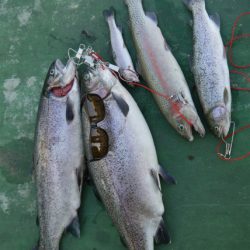 としまえんフィッシングエリア 釣果