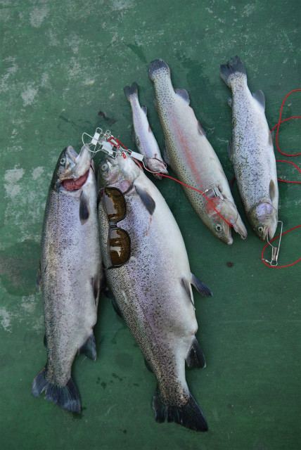 としまえんフィッシングエリア 釣果