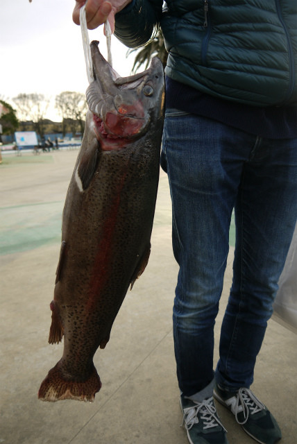 としまえんフィッシングエリア 釣果