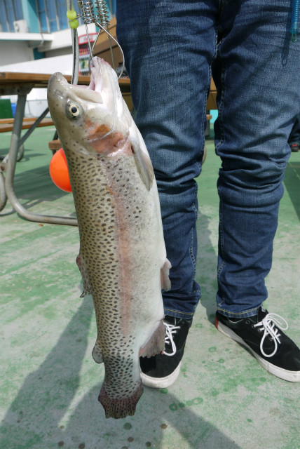 としまえんフィッシングエリア 釣果