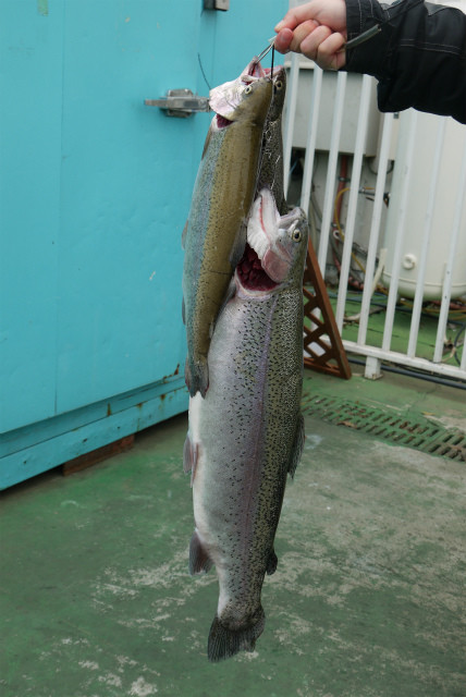 としまえんフィッシングエリア 釣果