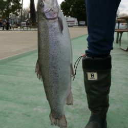としまえんフィッシングエリア 釣果