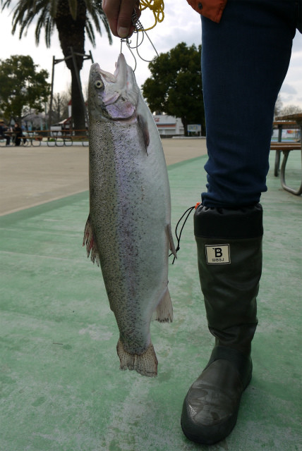 としまえんフィッシングエリア 釣果