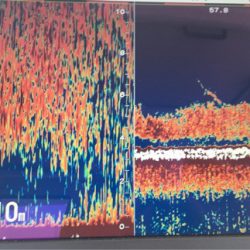 渡船屋たにぐち 釣果