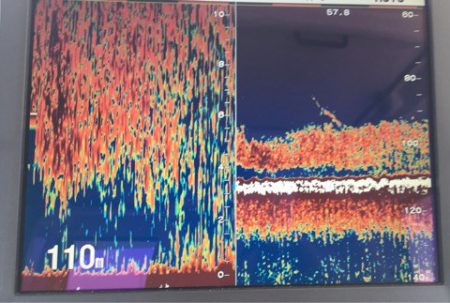 渡船屋たにぐち 釣果
