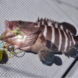 渡船屋たにぐち 釣果