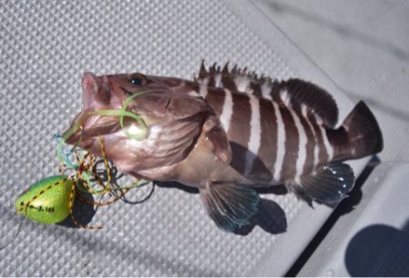 渡船屋たにぐち 釣果