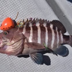 渡船屋たにぐち 釣果