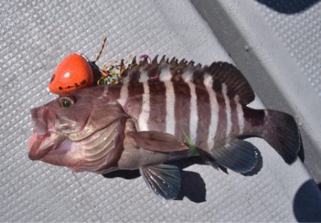 渡船屋たにぐち 釣果