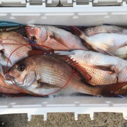 第二八坂丸 釣果