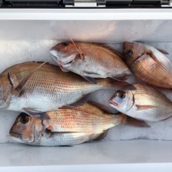 第二八坂丸 釣果