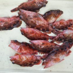 ヤザワ渡船 釣果