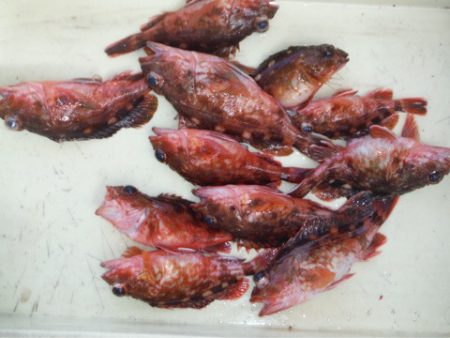 ヤザワ渡船 釣果