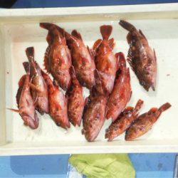 ヤザワ渡船 釣果