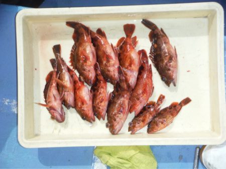 ヤザワ渡船 釣果