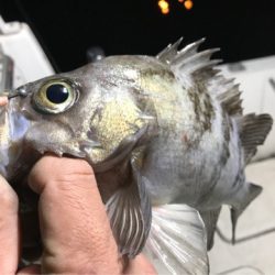 Monster Rush! 釣果