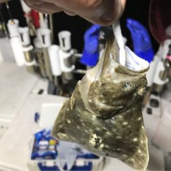 Monster Rush! 釣果