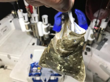 Monster Rush! 釣果