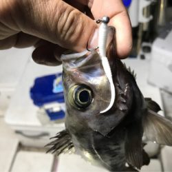 Monster Rush! 釣果