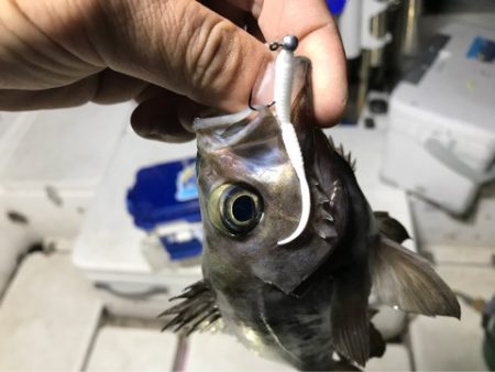 Monster Rush! 釣果