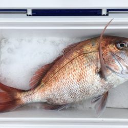 第二八坂丸 釣果