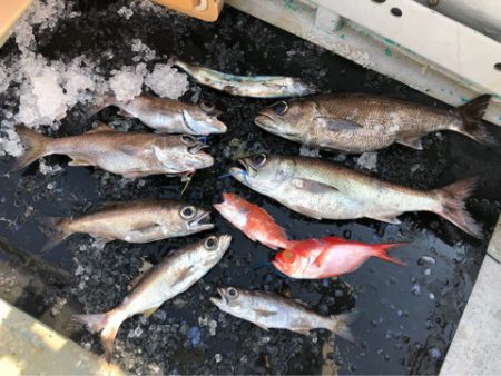 ＴＡＲＯＭＡＲＵ 釣果