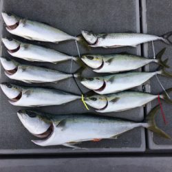 SeaRide(シーライド) 釣果