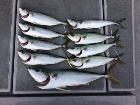 SeaRide(シーライド) 釣果