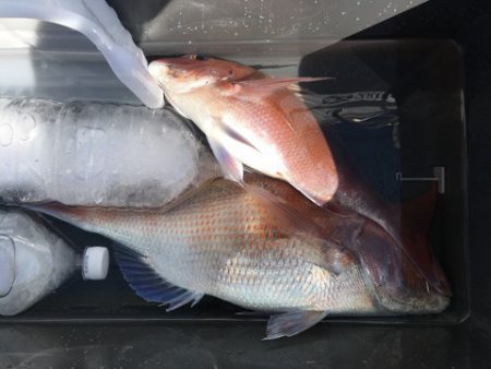 第二八坂丸 釣果