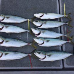 SeaRide(シーライド) 釣果